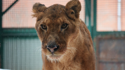 Изъятые у частного владельца львы обживаются в Московском зоопарке