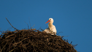 Лесные новости. В Ленинградскую область вернулись аисты, заяц смело переплыл холодную реку, из зимовки стали выходить барсуки