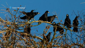 Грачи вернулись и делят жилплощадь, лосиха готовится к появлению малыша, а бобры потянулись к свежим веткам — лесные новости от Павла Глазкова