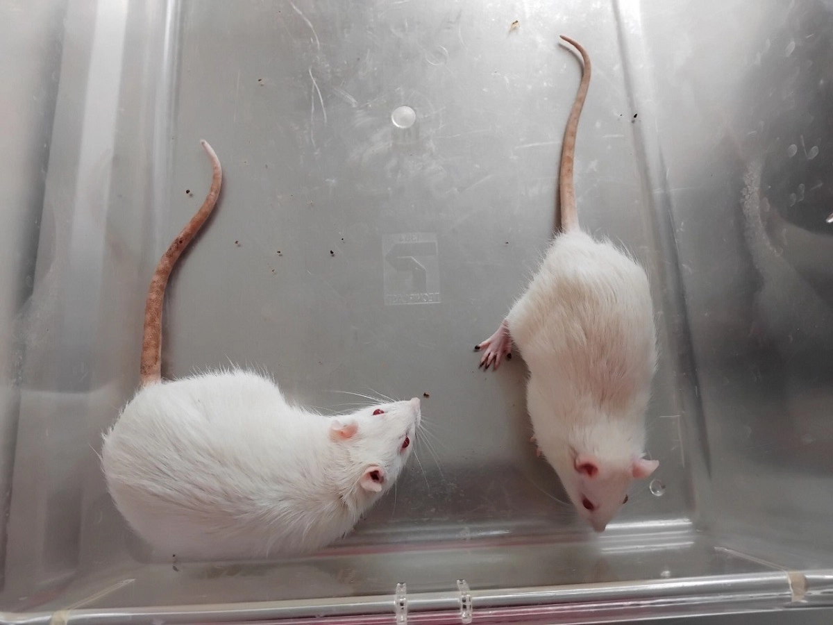 Сбой в митохондриях: ученые СПбГУ с помощью крыс установили, с чем может быть связано развитие синдрома дефицита внимания - tvspb.ru