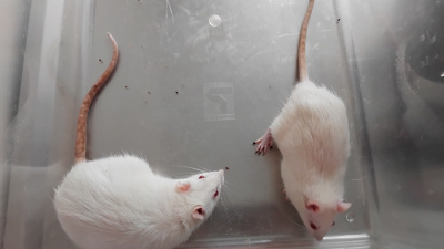 Сбой в митохондриях: ученые СПбГУ с помощью крыс установили, с чем может быть связано развитие синдрома дефицита внимания