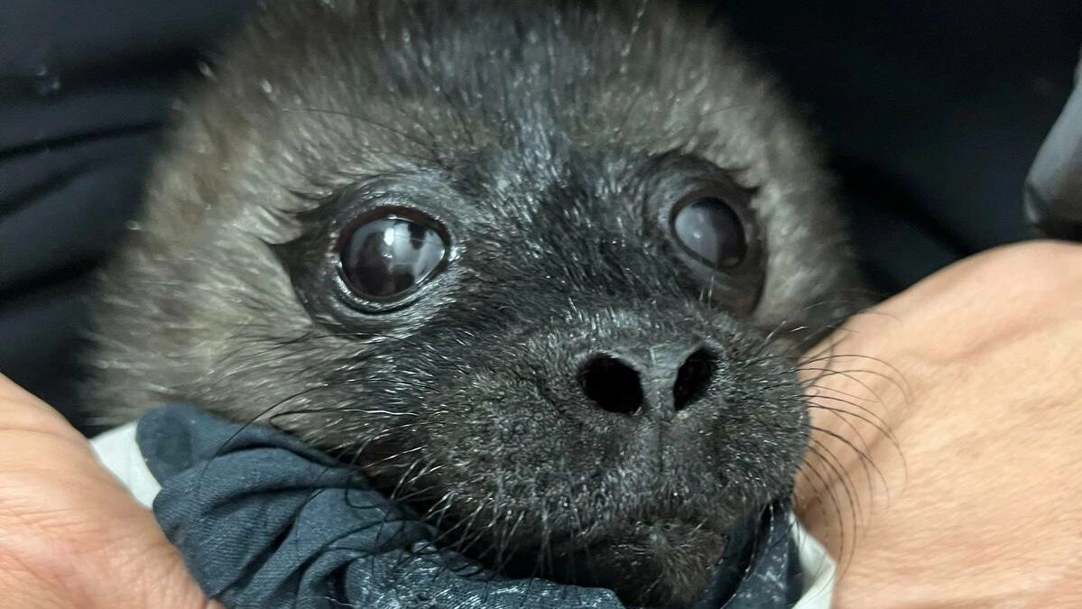 На Ладоге спасли новорождённого нерпёнка: у малышки на пузике ещё осталась пуповина - tvspb.ru