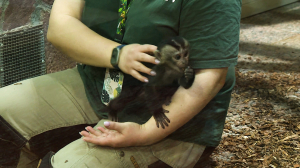 История макаки, от которой отказалась мама