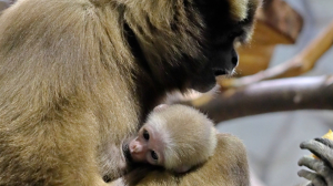 Конкурс выше университетского: для детеныша гиббона в Ленинградском зоопарке были выбраны 8 имён из предложенных 9 000 вариантов