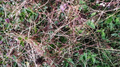 27 тонн семян чиа из Индии развернули в Петербурге из-за карантинного сорняка