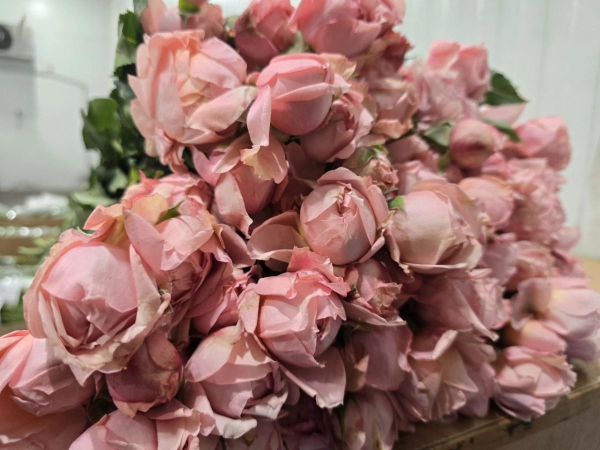 Рекордный импорт цветов в Петербург: за январь-февраль 2026 года завезено более 8 млн - tvspb.ru