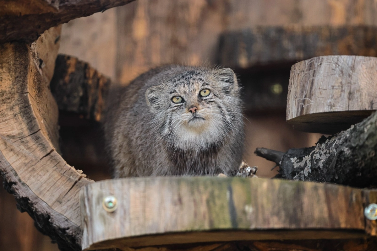 8 марта Ленинградский зоопарк устроит праздник с экскурсиями и мастер-классами - tvspb.ru