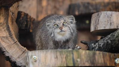 8 марта Ленинградский зоопарк устроит праздник с экскурсиями и мастер-классами