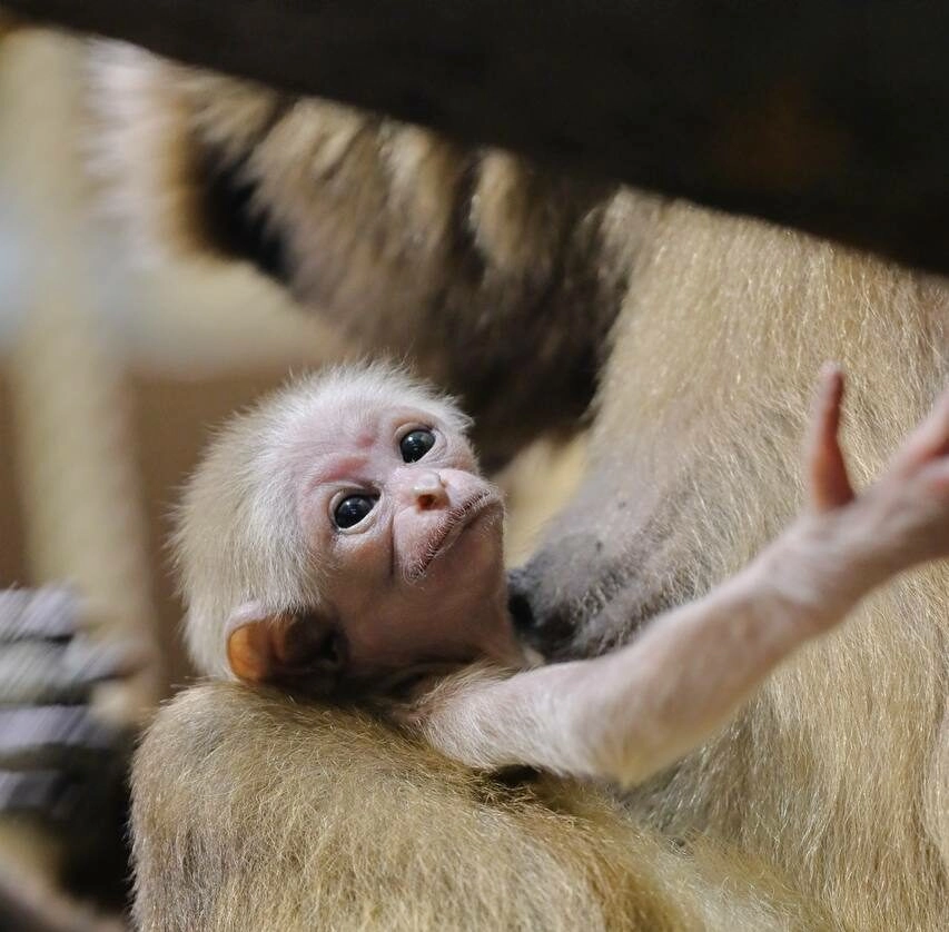 Персей и Габина стали родителями девочки: Ленинградский зоопарк объявил конкурс на имя для малышки-гиббона - tvspb.ru