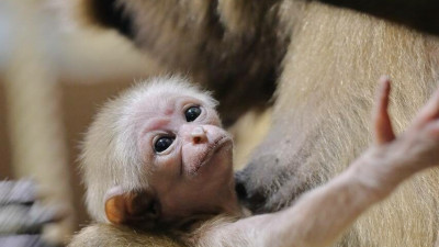 Персей и Габина стали родителями девочки: Ленинградский зоопарк объявил конкурс на имя для малышки-гиббона