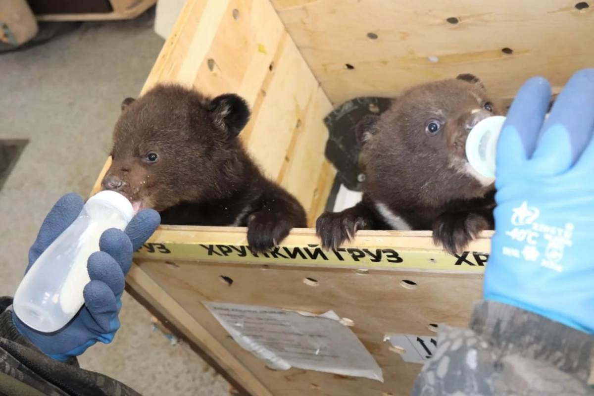 Выкармливают из соски, не отходя ни на шаг: в приморский центр реабилитации приехали два осиротевших медвежонка - tvspb.ru