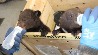 Выкармливают из соски, не отходя ни на шаг: в приморский центр реабилитации приехали два осиротевших медвежонка