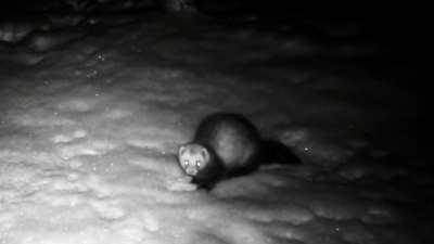 Не до сна: в Нижне-Свирском заповеднике показали, как хорёк ищет пару вместо отдыха