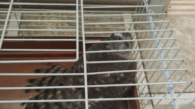 Краснокнижного ястреба спасли во дворе дома в Петропавловске-Камчатском