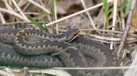 Краснокнижные гадюки вышли из зимней спячки в Петербурге
