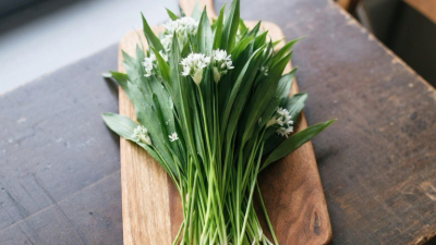 Смертельно похожи: врач Соломатина рассказала, как отличить полезную черемшу от опасной чемерицы