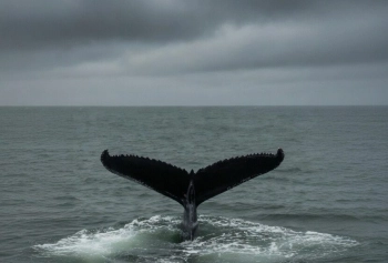 Время как «смертный приговор»: на севере Германии продолжается операция по спасению 10-метрового кита