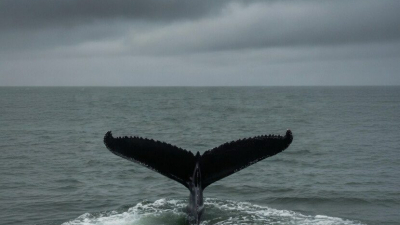 Время как «смертный приговор»: на севере Германии продолжается операция по спасению 10-метрового кита