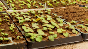 Каждому росточку — по своему квадратику: в садово-парковых хозяйствах началась пикировка растений для городских клумб