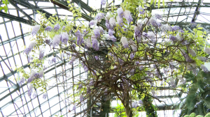 Символ южной весны в Ботаническом саду