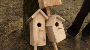 Каждому скворцу по дворцу!