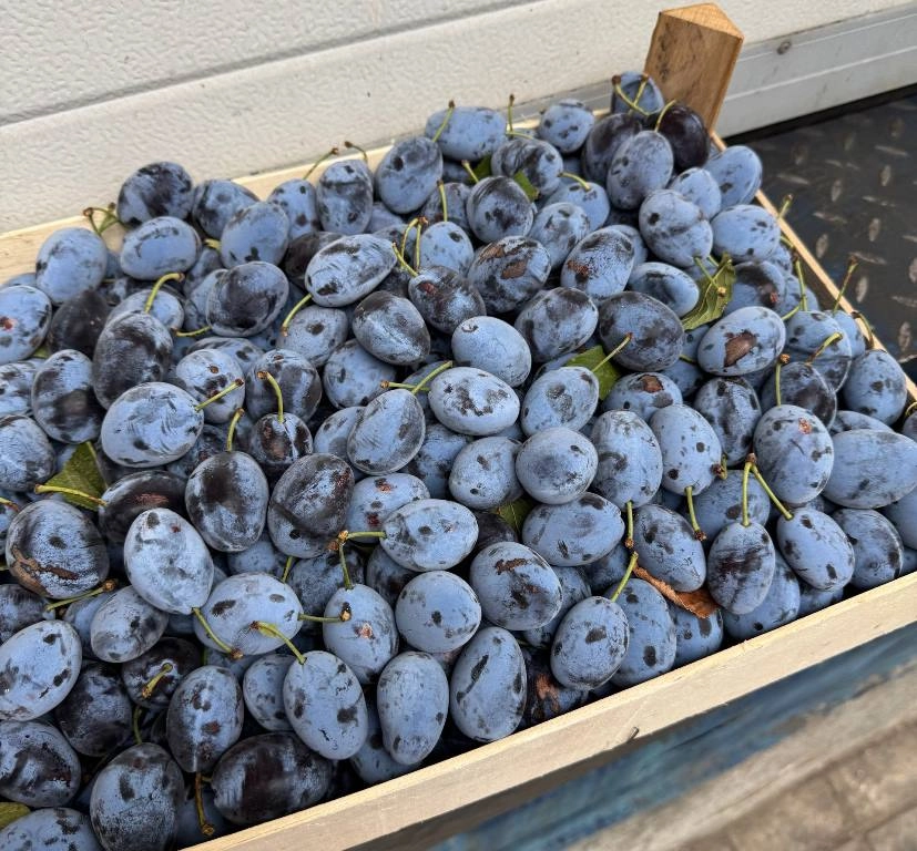 В Петербург не пустили зараженные сливы и нектарины из Чили - tvspb.ru