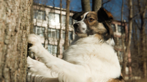 «Город глазами собаки»: курс, который помогает домашним питомцам адаптироваться в каменных джунглях