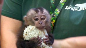 Спасти Малышку. Как макака из Петербурга повторила судьбу знаменитого японского Панча