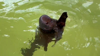 Крошик и Шлиссик едят рыбу и наслаждаются жизнью в Фонде друзей балтийской нерпы