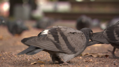 Петербургские депутаты обсудили, как унять щедрых кормильцев, которые разводят у жилых домов целые птичьи столовые