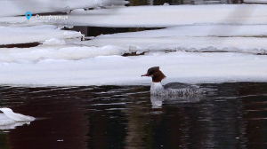 Лесные новости.  Красавцы крохали в Сестрорецке, хорёк, которому не до сна и утреннее умывание речной выдры — свежие лесные новости от Павла Глазкова