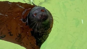 Крошик и Шлиссик перебрались из зимних квартир в уличный бассейн