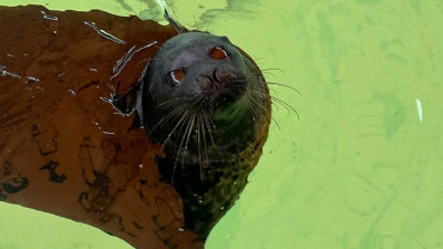 Крошик и Шлиссик перебрались из зимних квартир в уличный бассейн