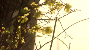 Яркое солнце, пыль и пыльца. Как защитить себя от весенних неприятностей