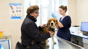 Бесплатные прививки для питомцев