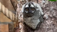 Старейшая ночная обезьяна России отметила 32-летие в Ленинградском зоопарке