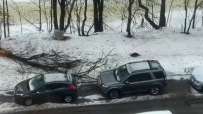 Бобр, живущий на Чёрной речке, уронил дерево на стоящую рядом машину