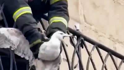 Сотрудники МЧС спасли чайку, застрявшую в перилах балкона дома на Арсенальной набережной