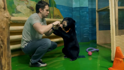 «Медовый» медвежонок появился в Новосибирском зоопарке