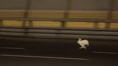 Отважный заяц посоревновался в скорости с машинами на ЗСД