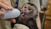 В Ленинградском зоопарке рассказали о взрослении макаки Джаи, которая растёт без матери