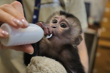 В Ленинградском зоопарке рассказали о взрослении макаки Джаи, которая растёт без матери