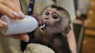 Плюшевая мама для крохи: в Мексике мягкие игрушки заменили маму детёнышу обезьяны Юдзи