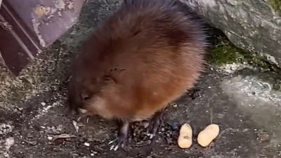 Во дворе на Невском нашли ондатру: ей уже помогают вернуться в воду