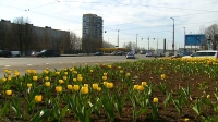 Необычное для середины апреля явление: в Петербурге начали распускаться тюльпаны