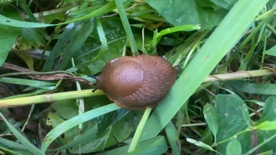 Оранжевые и рогатые: в Ленобласти заметили испанских слизней￼