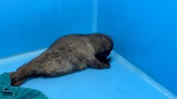 Растут, как в природе: Фонд друзей балтийской нерпы показал бельков, спасённых месяц назад