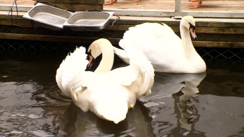 На первый Северный пруд Елагина острова выпустили птиц из зимних домиков