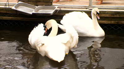 На первый Северный пруд Елагина острова выпустили птиц из зимних домиков