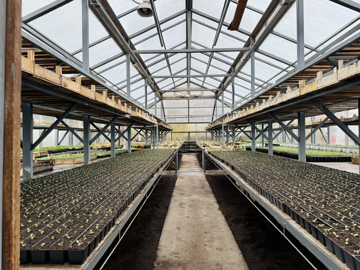 В Петербурге за два года обновят теплицы для выращивания рассады - tvspb.ru